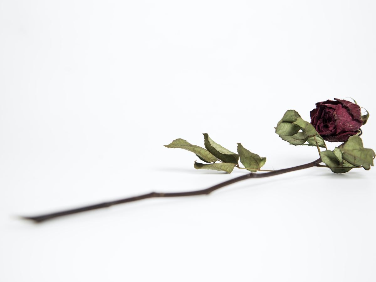 When the Flowers&nbsp;Die